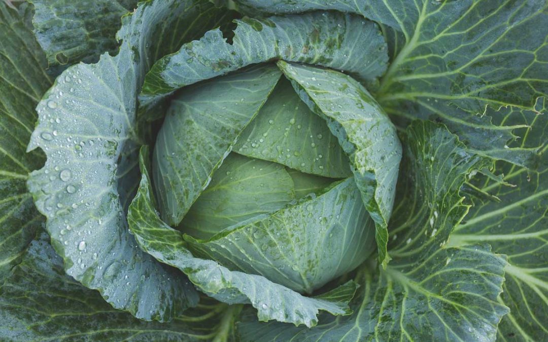 CHOU VERT (BIG CABBAGE)